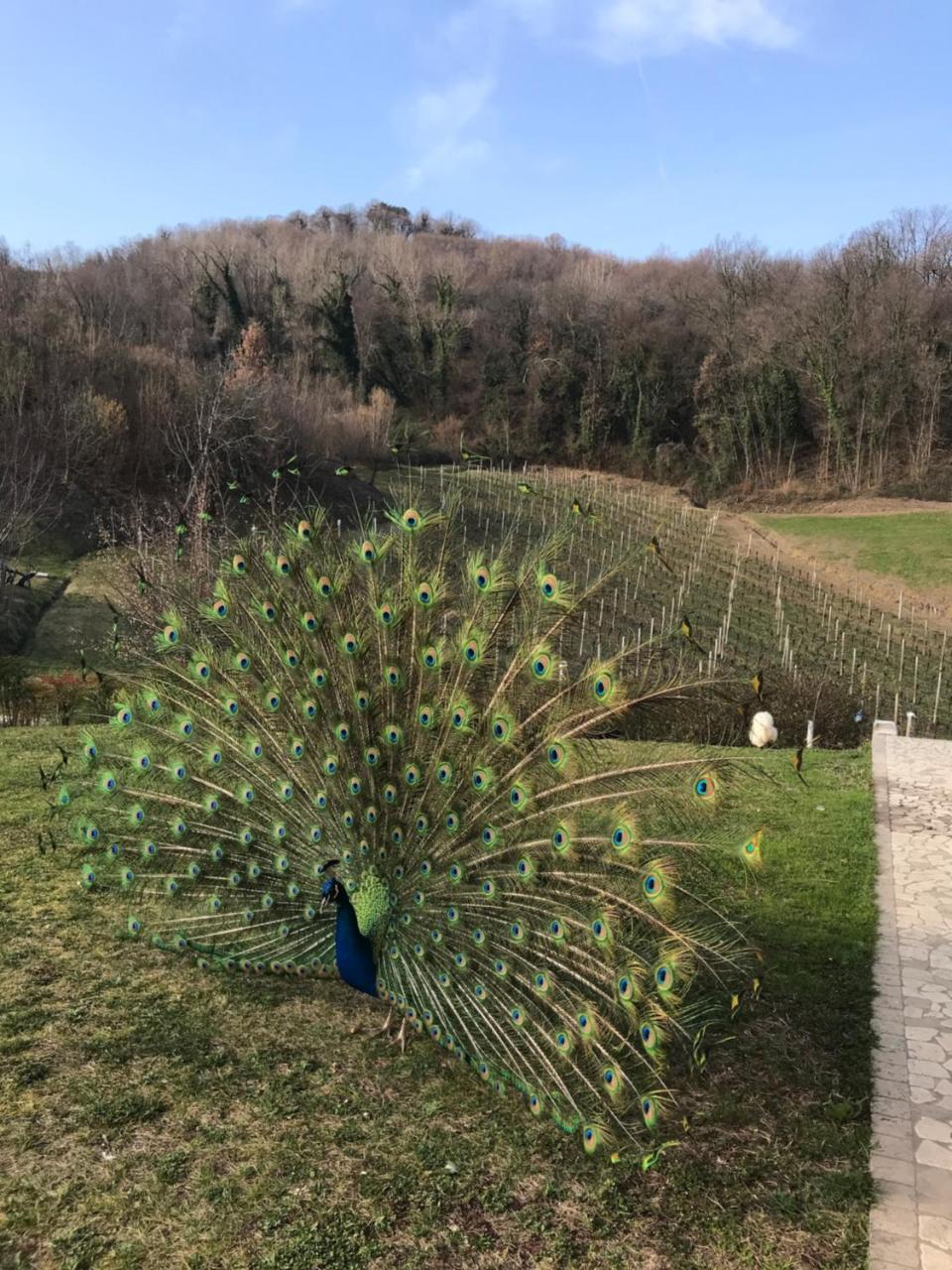 Agriturismo Lemire San Pietro Di Feletto Exterior foto